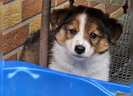 Rüde - Border Collie x Berner Sennenhund Mix (mehr Border Collie), Eltern getestet/geröngt