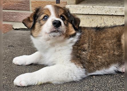 Rüde - Border Collie x Berner Sennenhund Mix (mehr Border Collie), Eltern getestet/geröngt