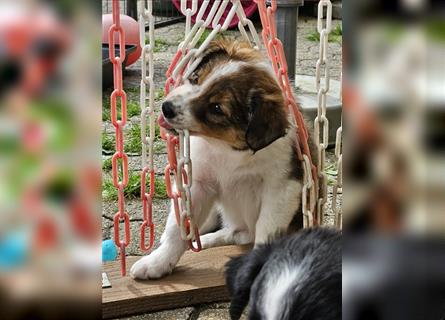 Rüde - Border Collie x Berner Sennenhund Mix (mehr Border Collie), Eltern getestet/geröngt