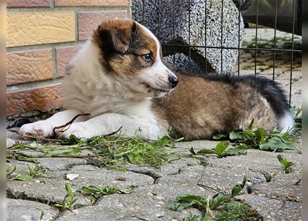 Rüde - Border Collie x Berner Sennenhund Mix (mehr Border Collie), Eltern getestet/geröngt