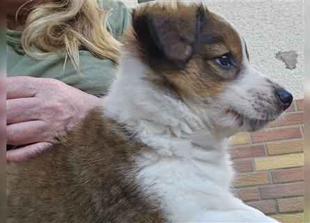 Rüde - Border Collie x Berner Sennenhund Mix (mehr Border Collie), Eltern getestet/geröngt