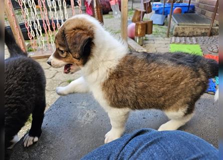 Rüde - Border Collie x Berner Sennenhund Mix (mehr Border Collie), Eltern getestet/geröngt