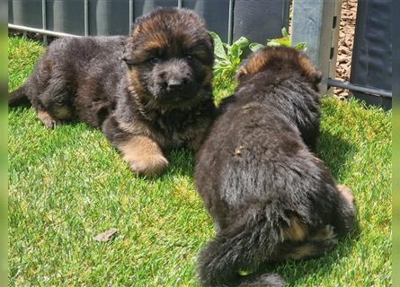 Deutsche Schäferhund-Welpen suchen neuen Wirkungskreis