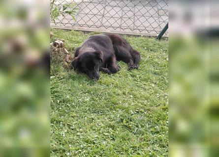 Labrador- Mix Junghündin sucht ein naturnahes Zuhause