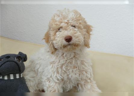 Süße Lagotto Romagnolo Welpen mit Ahnenpass