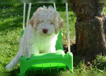 Süße Lagotto Romagnolo Welpen mit Ahnenpass