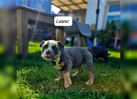 Old English Bulldog, Welpen in Lilac Tan und Blue Tricolour