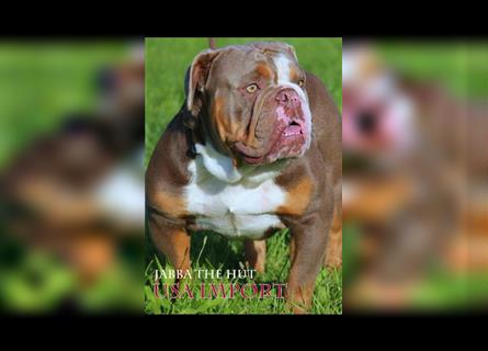 Old English Bulldog, Welpen in Lilac Tan und Blue Tricolour