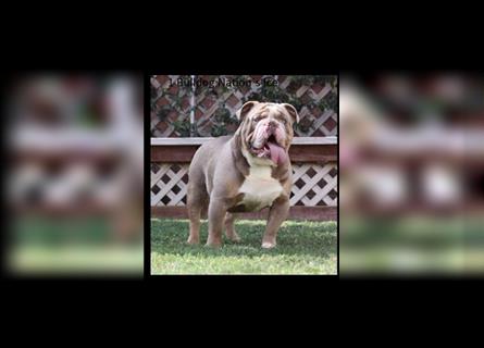 Old English Bulldog, Welpen in Lilac Tan und Blue Tricolour