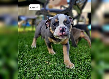 Old English Bulldog, Welpen in Lilac Tan und Blue Tricolour