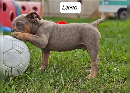 Old English Bulldog, Welpen in Lilac Tan und Blue Tricolour