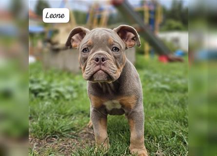 Old English Bulldog, Welpen in Lilac Tan und Blue Tricolour