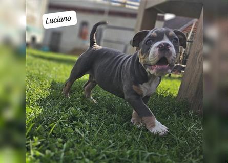 Old English Bulldog, Welpen in Lilac Tan und Blue Tricolour