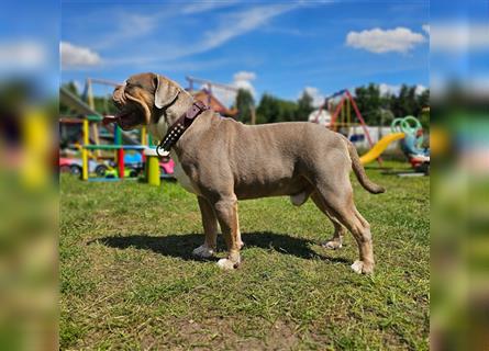 Old English Bulldog, Welpen in Lilac Tan und Blue Tricolour