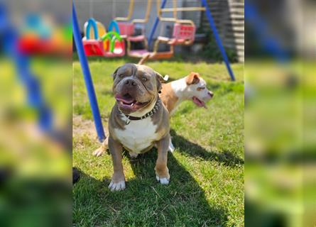 Old English Bulldog, Welpen in Lilac Tan und Blue Tricolour