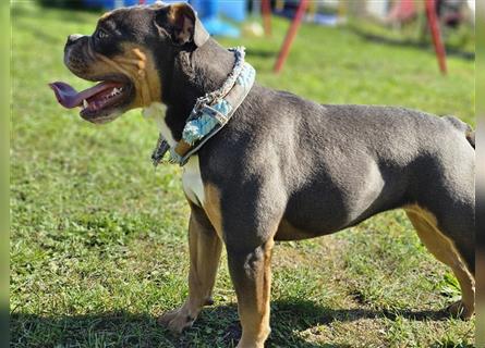 Old English Bulldog, Welpen in Lilac Tan und Blue Tricolour