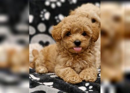 Maltipoo Welpe Weibchen