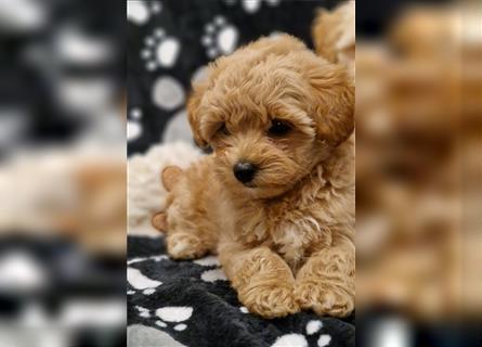 Maltipoo Welpe Weibchen