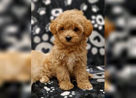 Maltipoo Welpe Weibchen