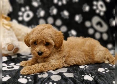 Maltipoo Welpe Weibchen