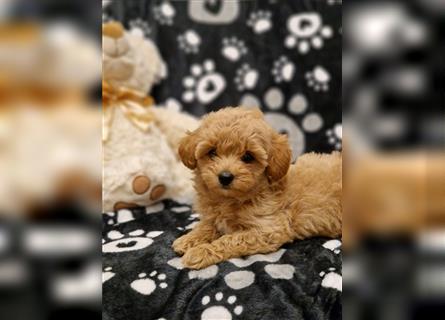 Maltipoo Welpe Weibchen