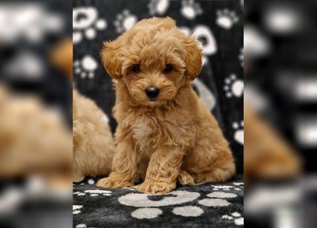 Maltipoo Welpe Weibchen