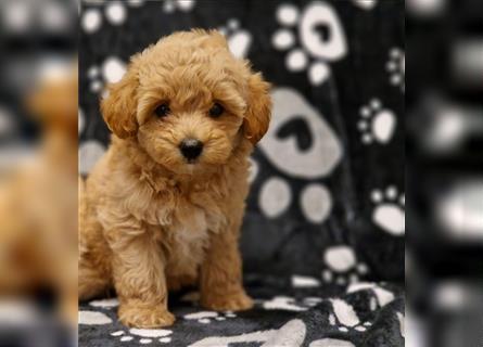 Maltipoo Welpe Weibchen