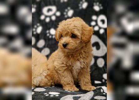 Maltipoo Welpe Weibchen