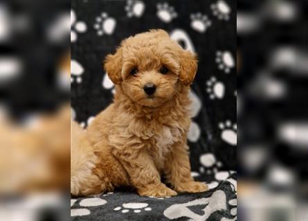 Maltipoo Welpe Weibchen