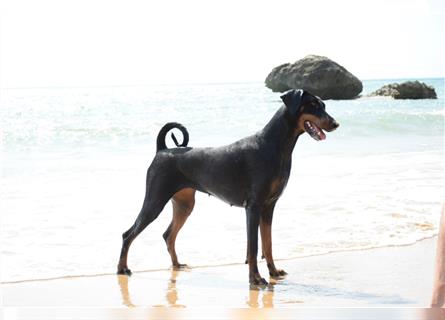 Dobermann Welpen