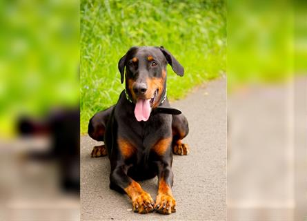 Dobermann Welpen