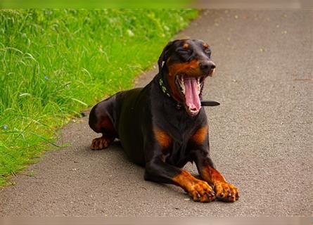 Dobermann Welpen