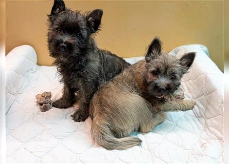 Cairn-Terrier-Welpen von-der-Iburg bietet sehr schönen Rüden