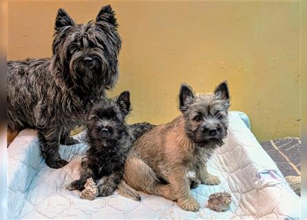 Cairn-Terrier-Welpen von-der-Iburg bietet sehr schönen Rüden