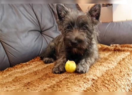 Cairn-Terrier-Welpen von-der-Iburg einfach super ( Drei Videoclips )