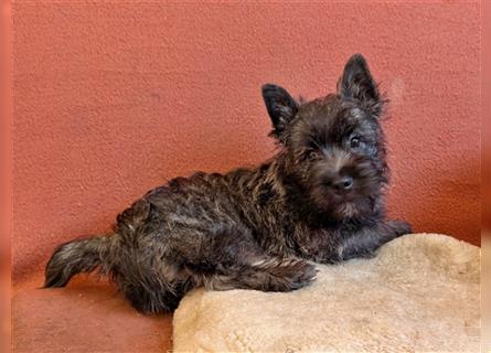 Cairn-Terrier-Welpen von-der-Iburg bietet sehr schönen Rüden