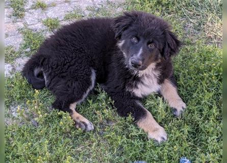 Australien/German Shepherd Rüde drei Monate alt