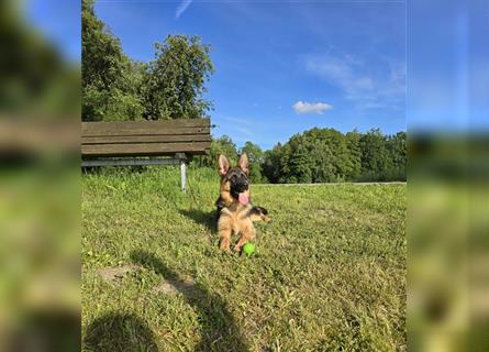 Schäferhündin Stockhaar Schwarz-Braun