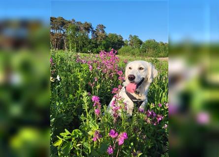 Golden Retriever Welpen creme weiß