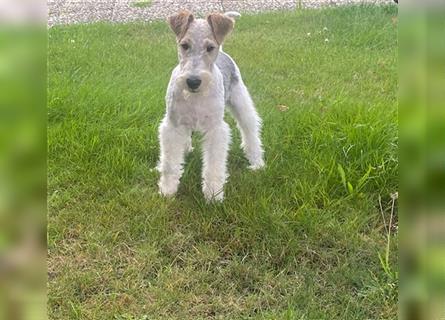 Drahthaar Foxterrier  Welpe.(Rüde)