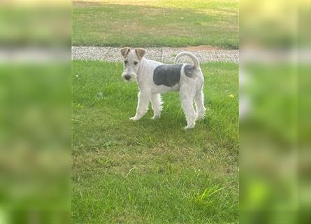 Drahthaar Foxterrier  Welpe.(Rüde)