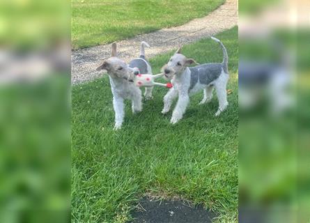 Drahthaar Foxterrier  Welpe.(Rüde)