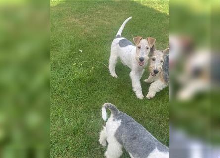 Drahthaar Foxterrier  Welpe.(Rüde)