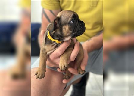 Französische Bulldogge