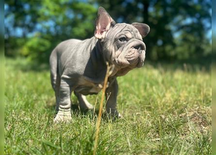 Typvolle gesunde freiatmende französische bulldoggen