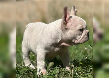 Typvolle gesunde freiatmende französische bulldoggen