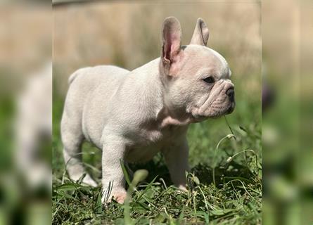 Typvolle gesunde freiatmende französische bulldoggen