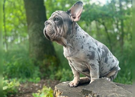 Typvolle gesunde freiatmende französische bulldoggen