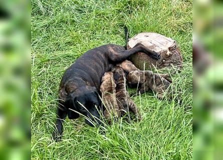 4 reinrassige Hannoversche Schweißhundwelpen