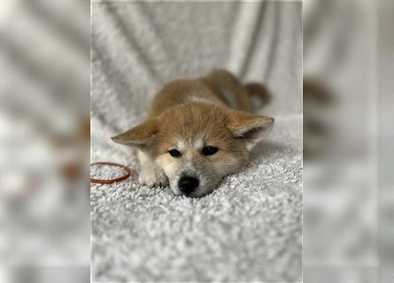 Akita Inu